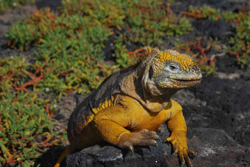 Galapagos Island -Santiago- is home to iguanas again