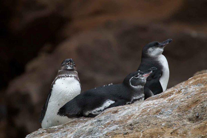 Floreana Island | Galapagos penguins