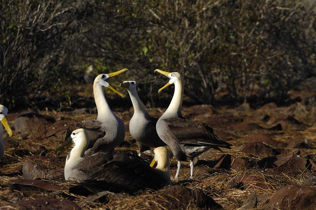 Punta Suarez | Waved Albatross | Galapagos Islands
